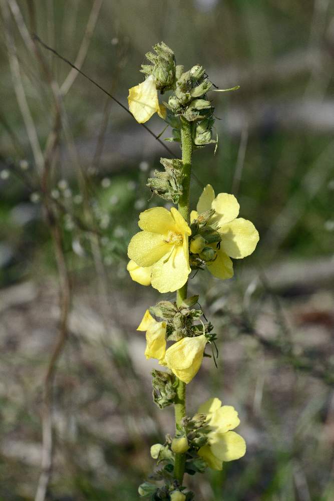 Verbascum sp.